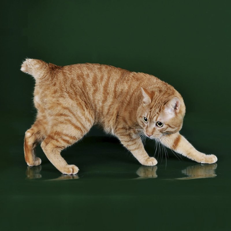 Кот Курильский бобтейл