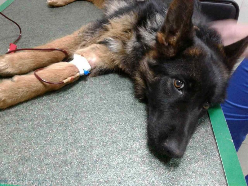 Dog PETMD
