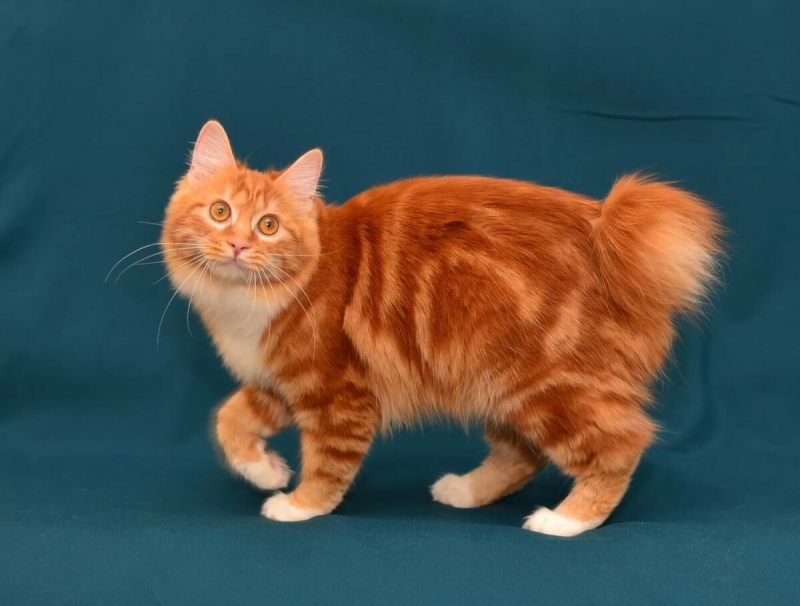 Кот Курильский бобтейл