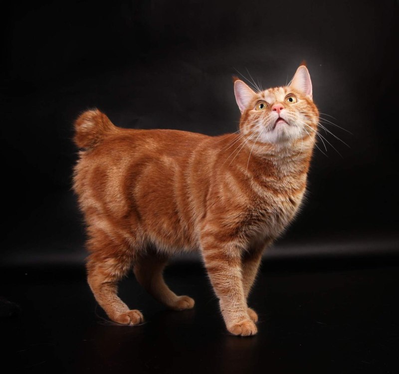 Коты Курильский бобтейл