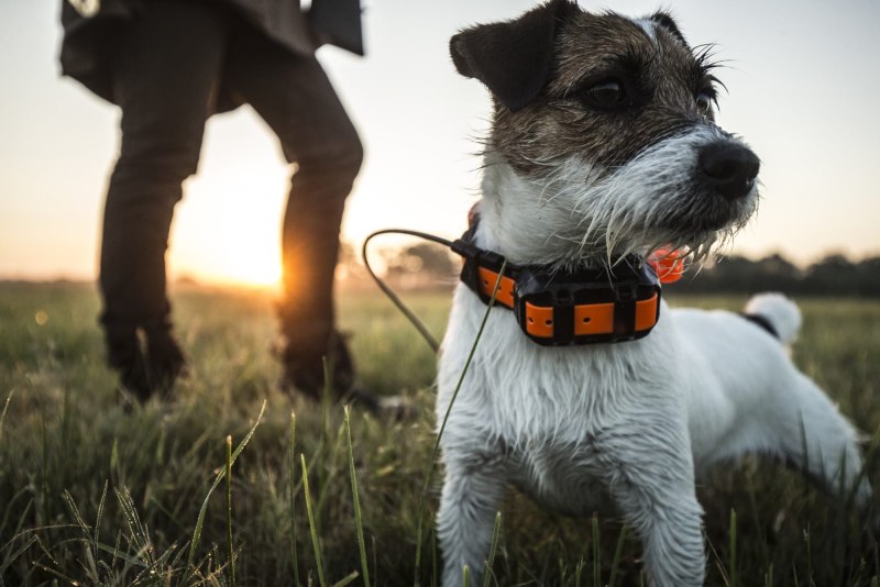 Ошейник Pet GPS-трекер