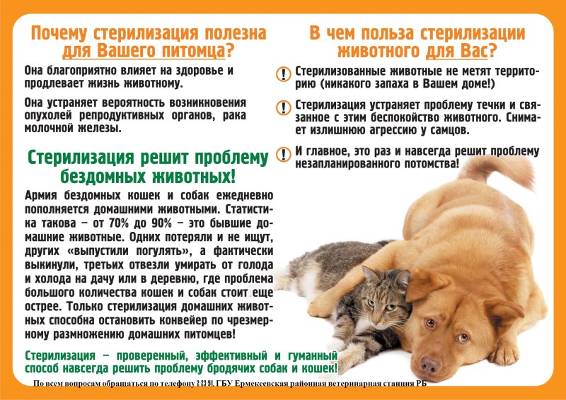 Стерилизация собаки Ветеринария