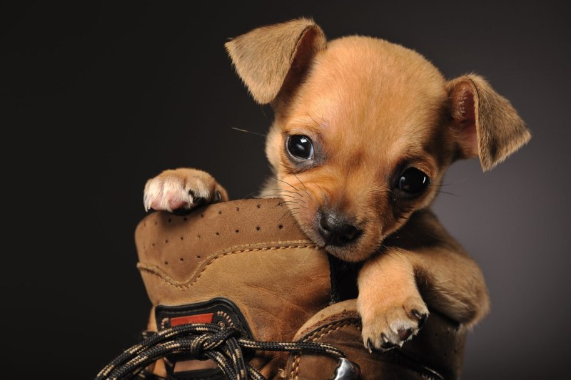 Шпиц jiffpom