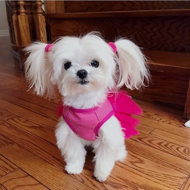 Померанский шпиц Boo