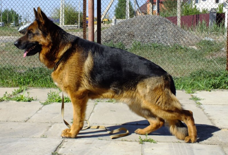Окрас овчарки Golden Shepherd