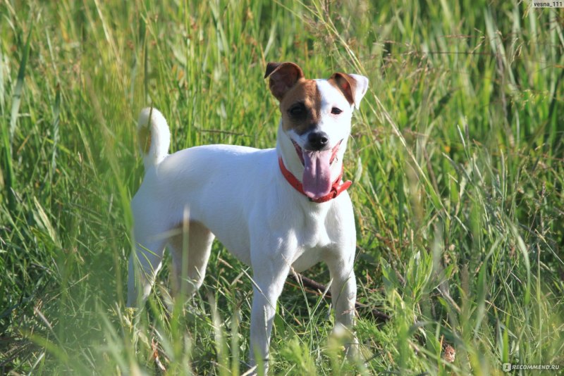 Stock image Dog Mischief