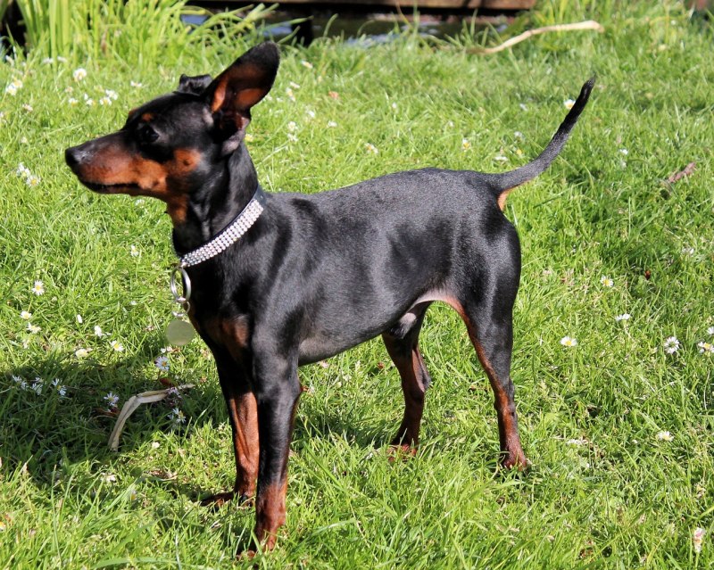 Rehpinscher