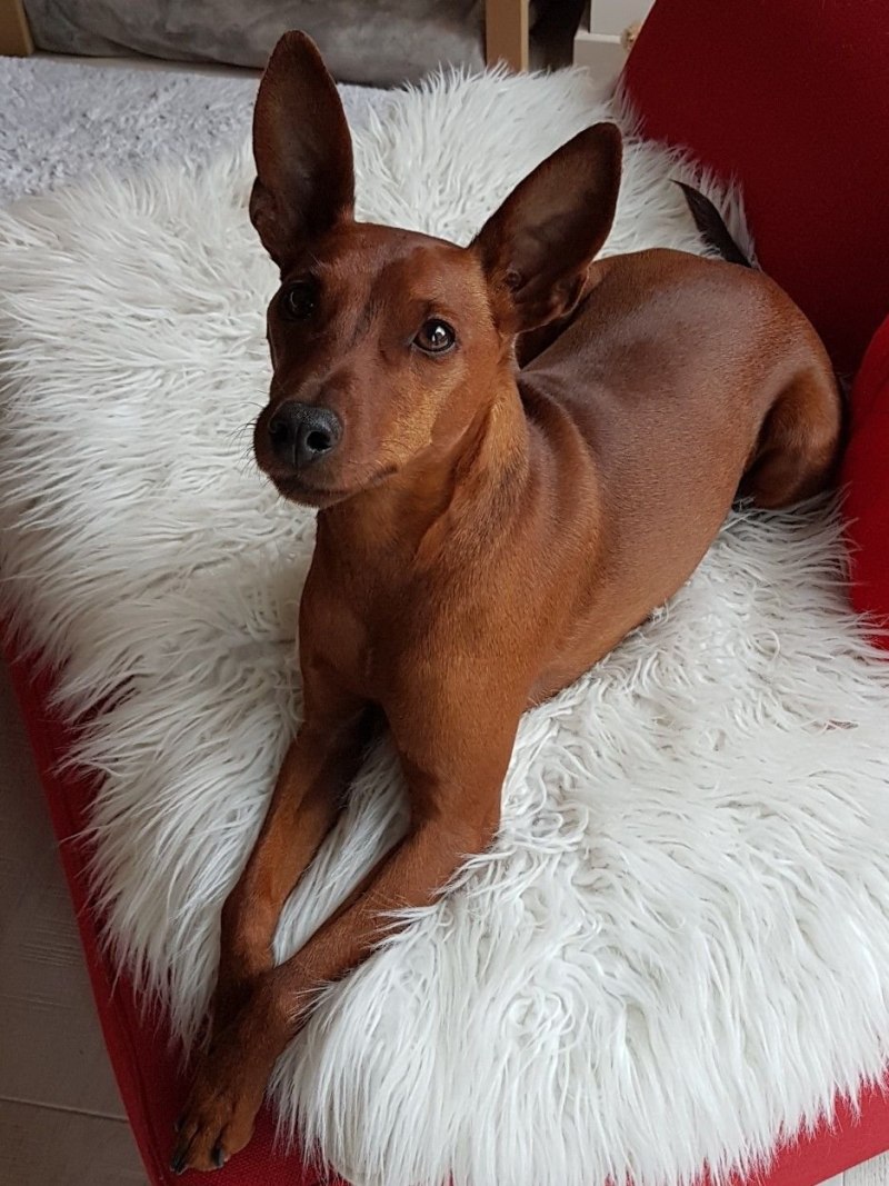 Олений пинчер
