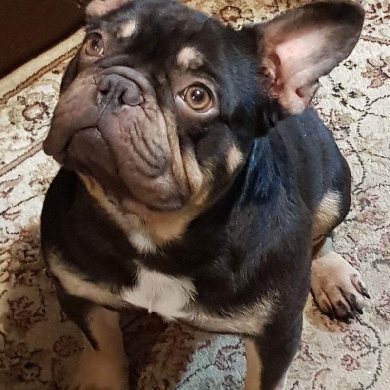 Французский бульдог Brindle pie