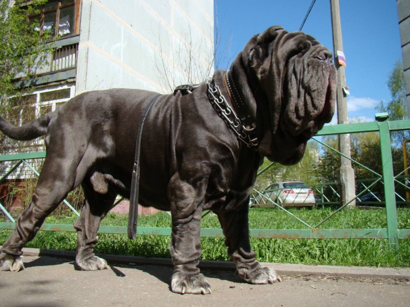 Неаполитанский Мастино
