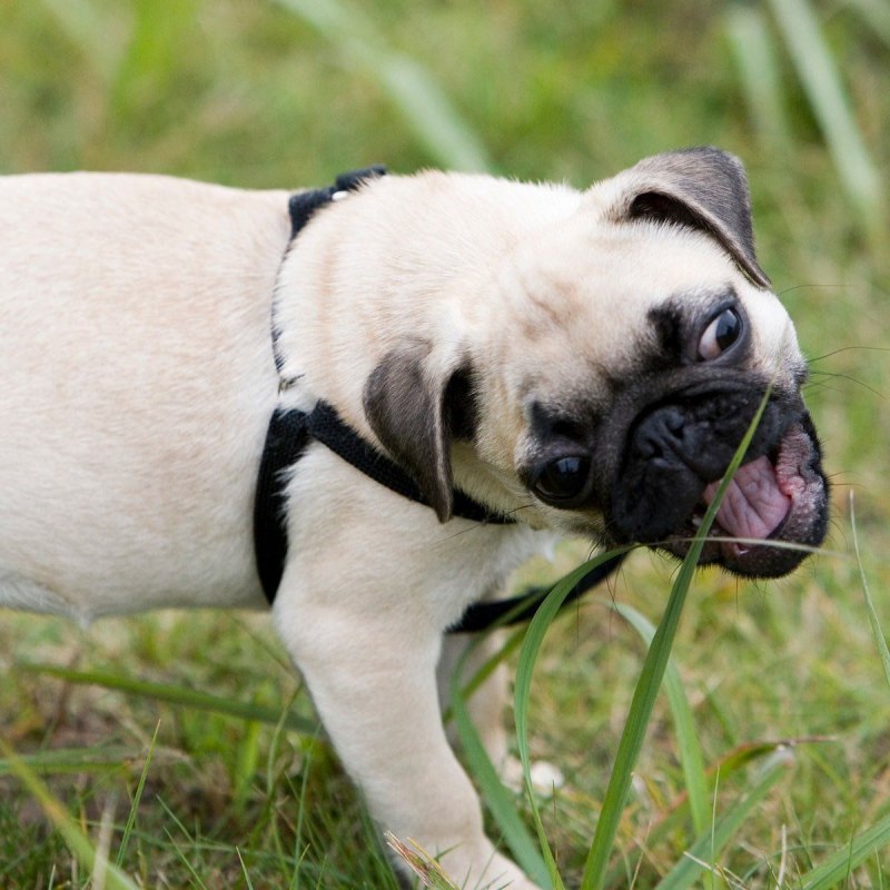 Dog eating grass