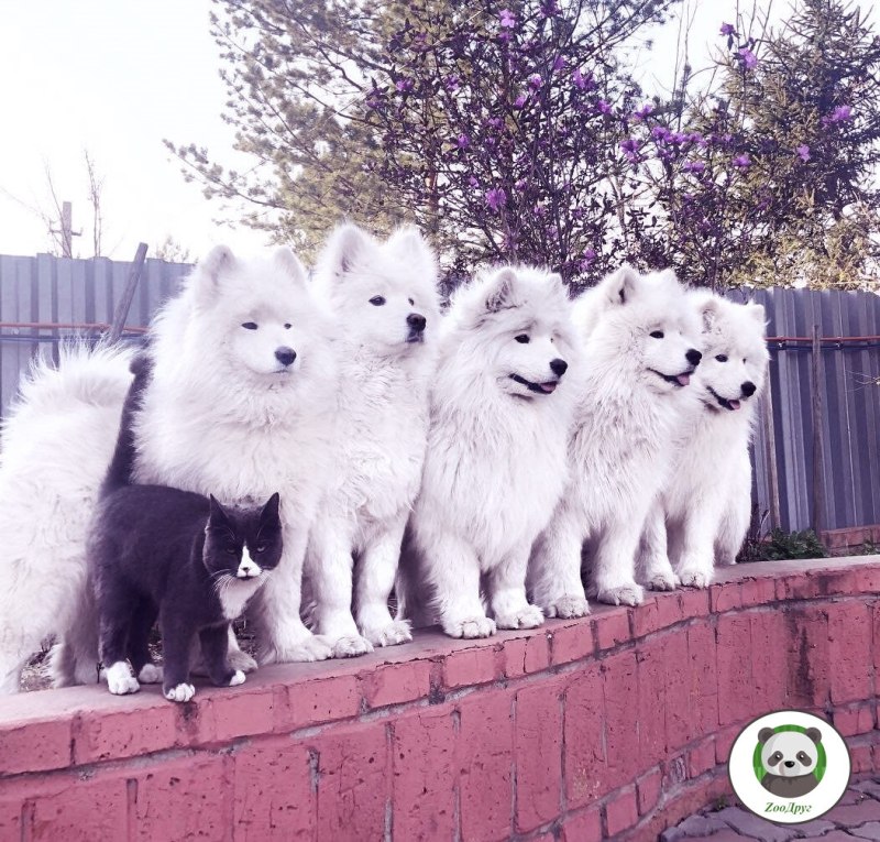 Котик породы самоед
