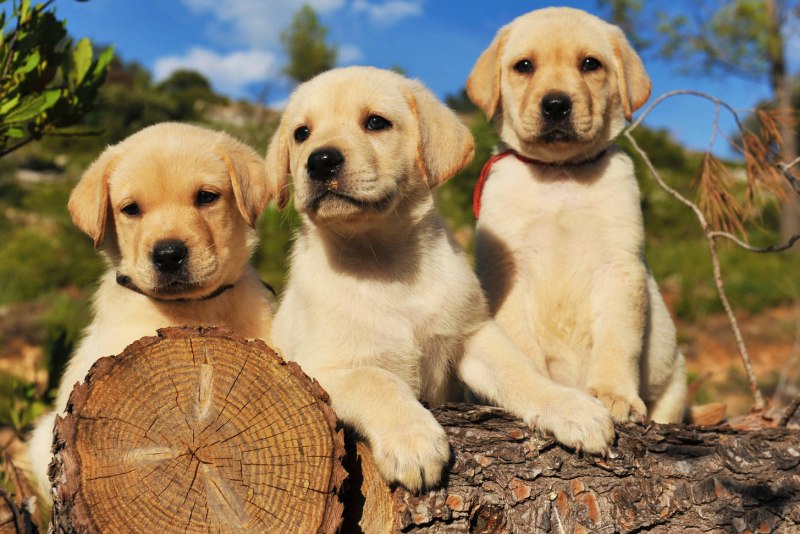 Лабрадор Retriever