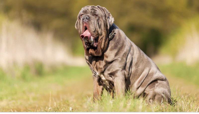 American Bandogge Mastiff