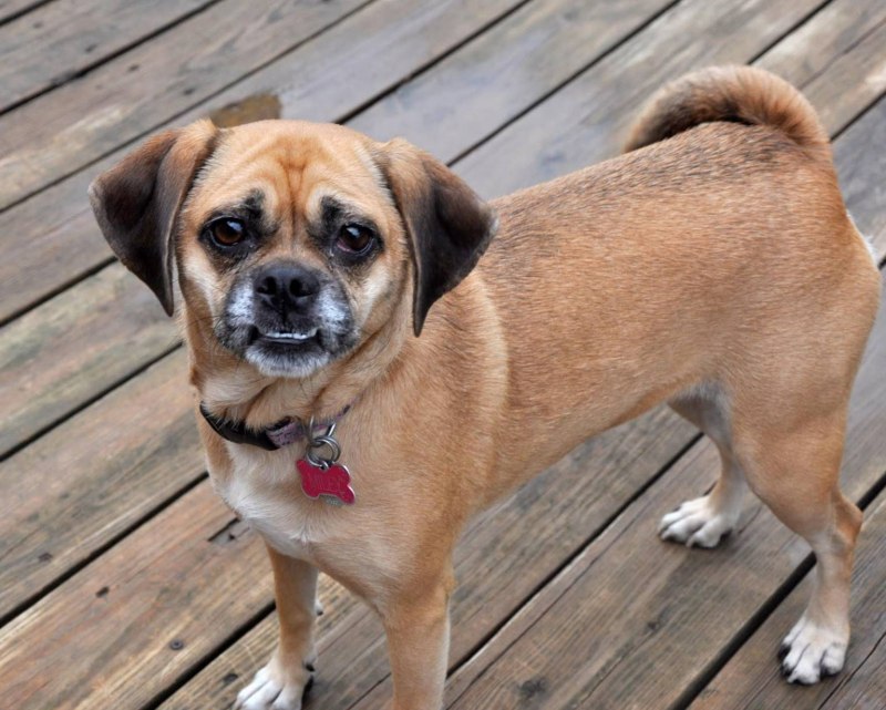 Puggle порода собак