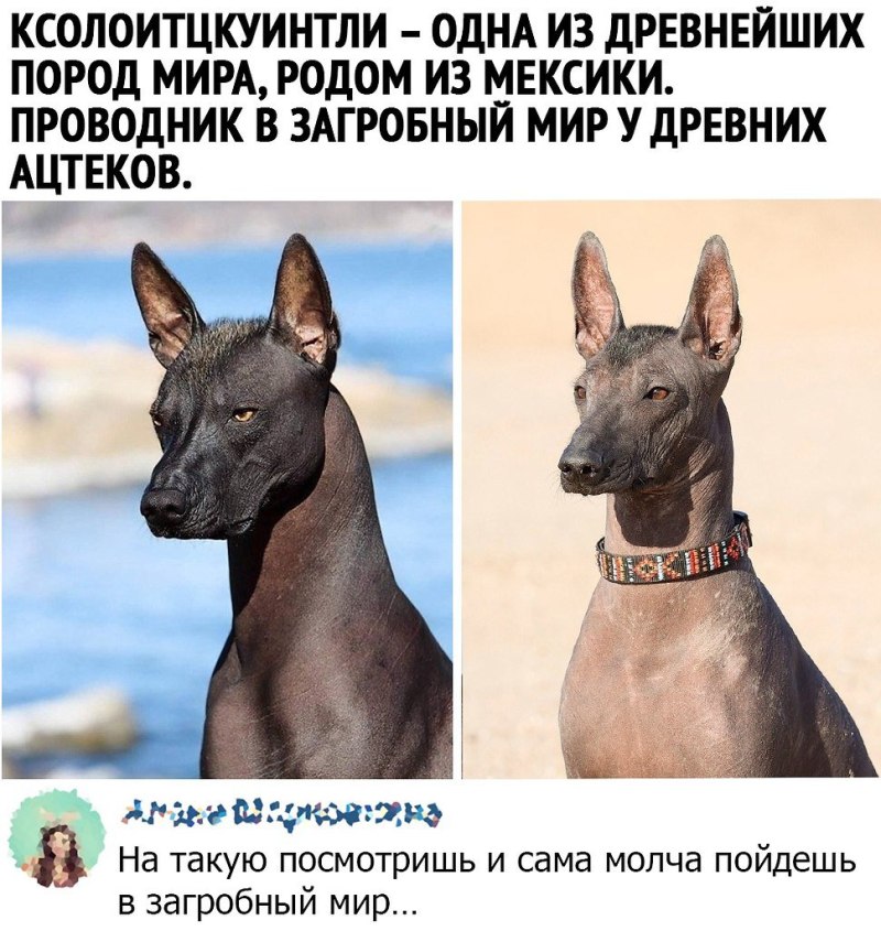 Ксолоитцкуинтли проводник в загробный мир