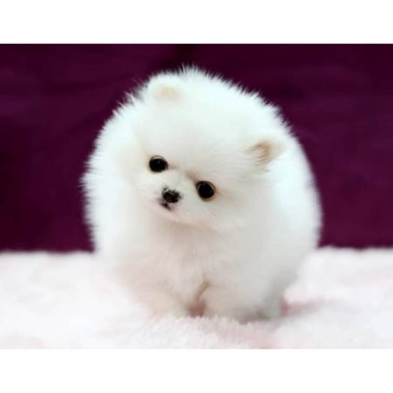 White Pomeranian