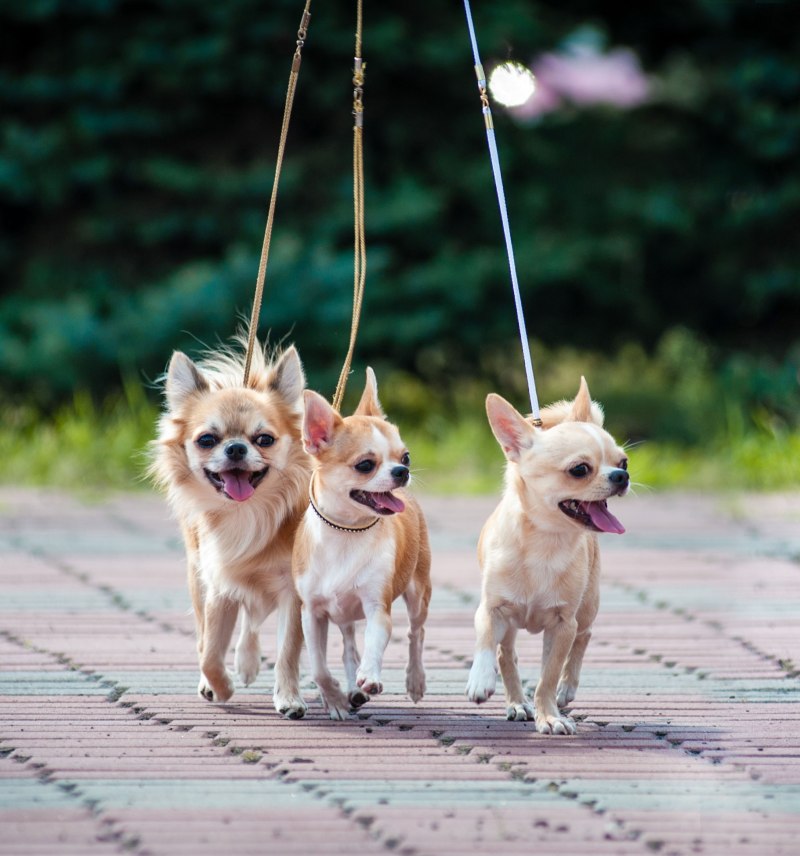 Chihuahua Puppies