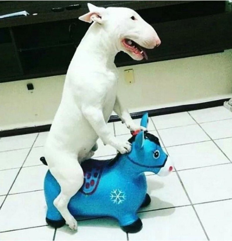 Прикольные Бультерьеры