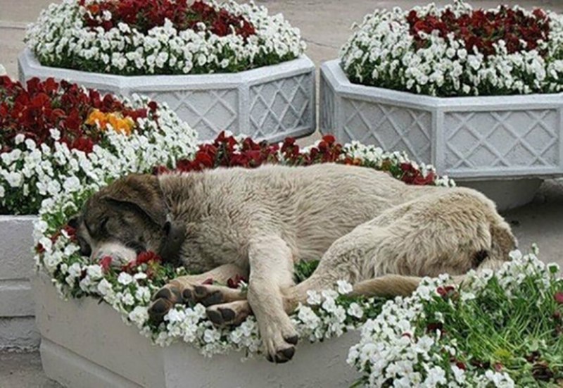 Клумбы животные