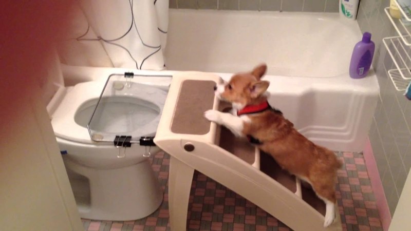 Котята в цветочном горшке