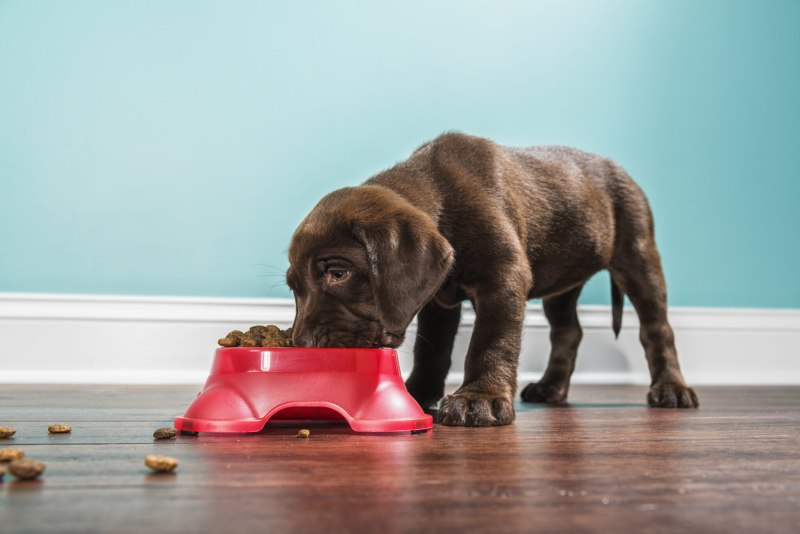 Домашний туалет для собак и кошек Puppy Potty Pad