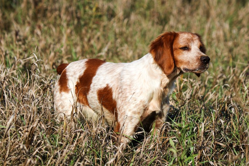 Бретонский эпаньоль / Brittany Spaniel