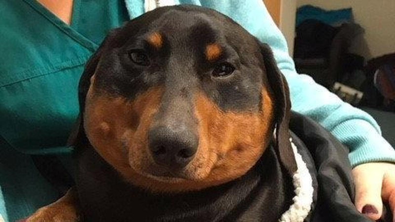 Злые жирные таксы