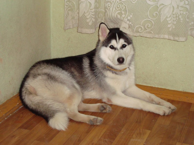 Щенок хаски во дворе