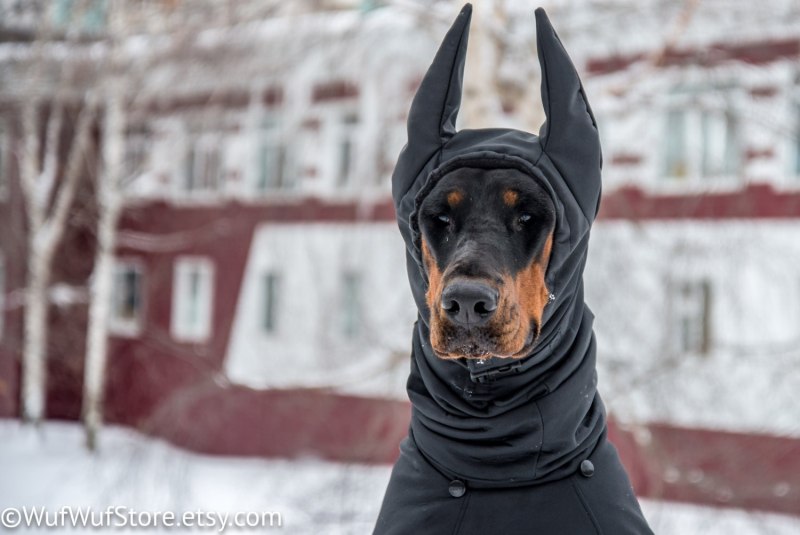 Доберман уши купируют