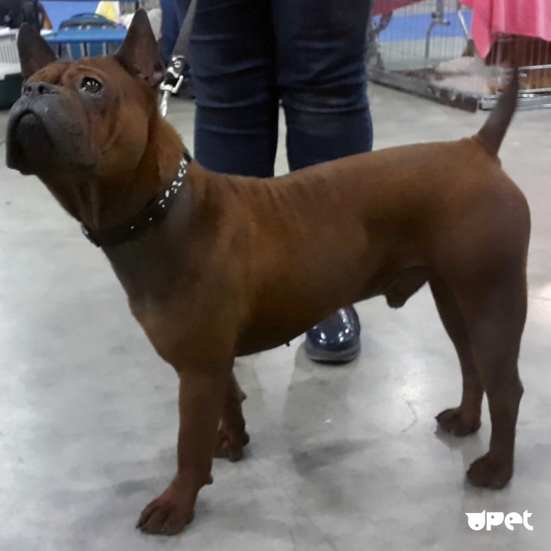 Chinese Chongqing Dog китайский Чунцин