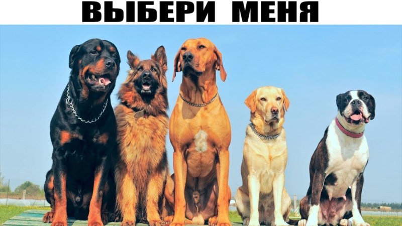 Селекция собак