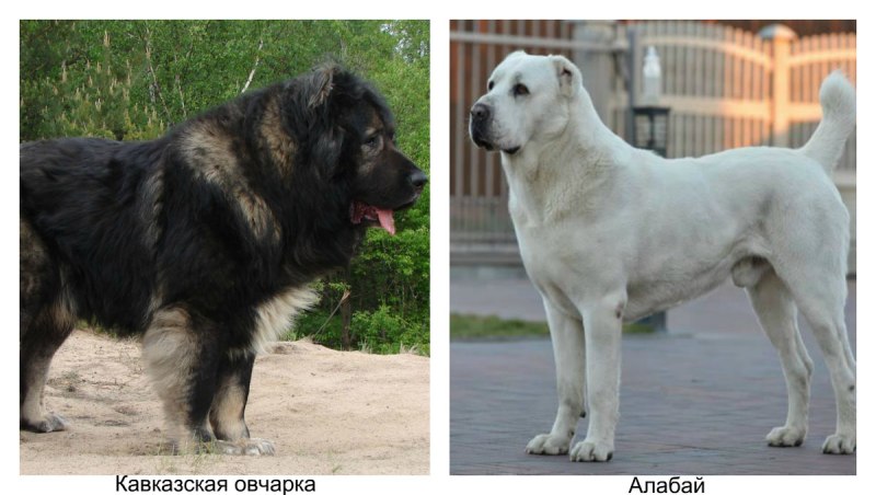 Порода Джек Рассел терьер