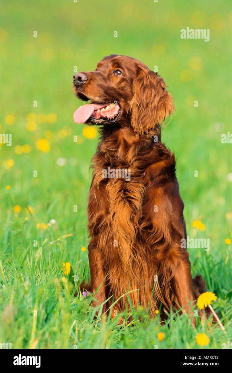 Рыжая собака из рекламы чаппи порода