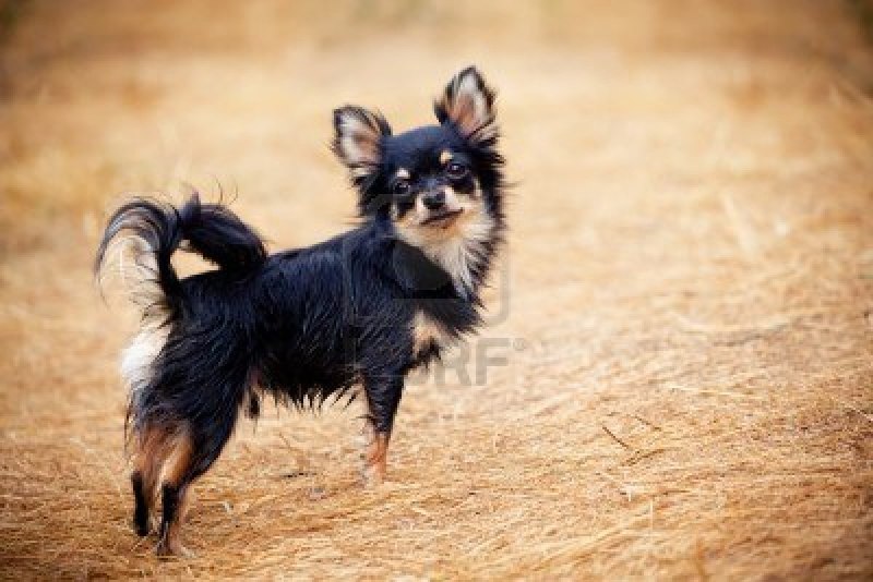 Чихуахуа Black Puppy