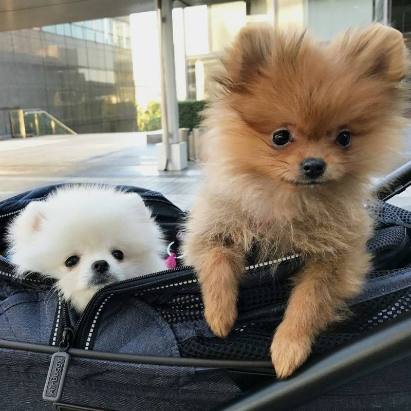 Померанский шпиц Boo