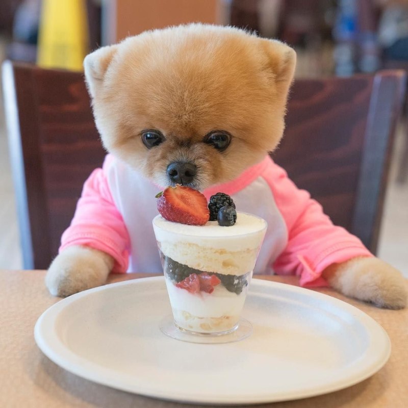 Померанский шпиц jiffpom