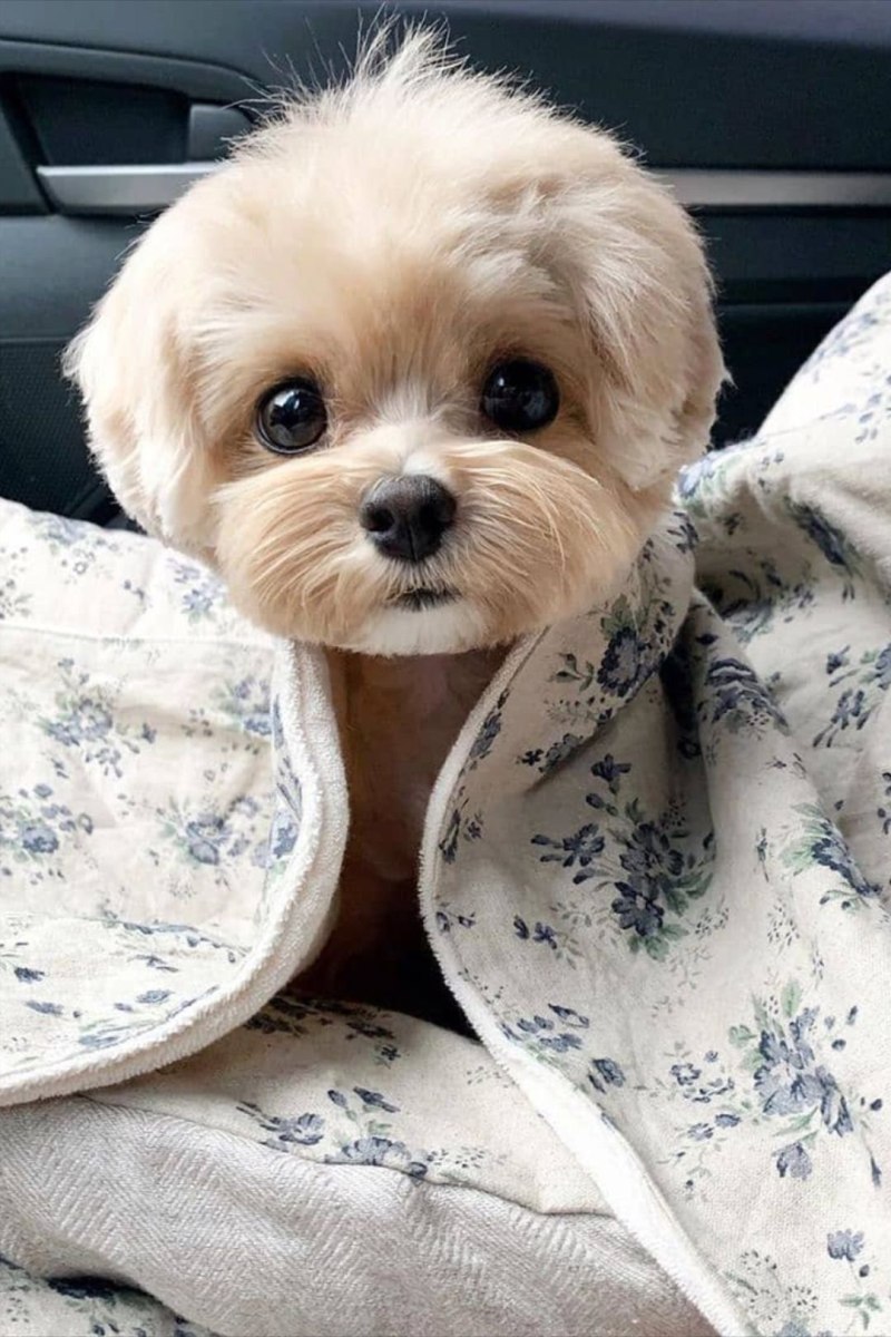 Померанский шпиц Teacup.