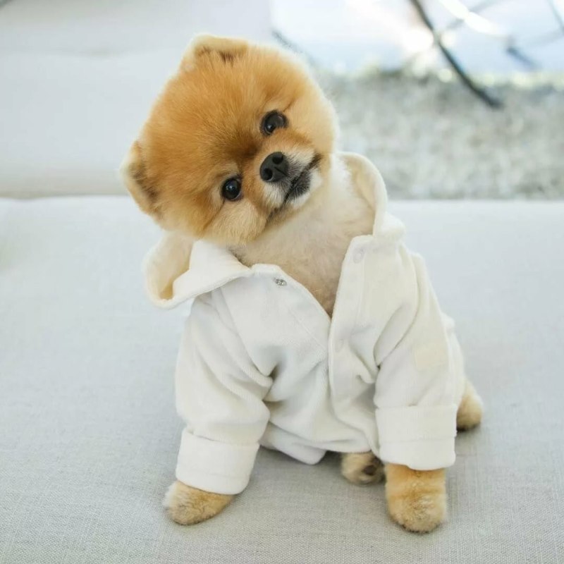 Померанский шпиц jiffpom белый