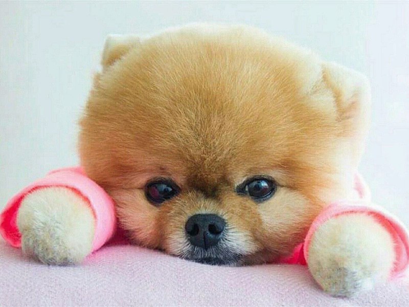 Померанский шпиц jiffpom