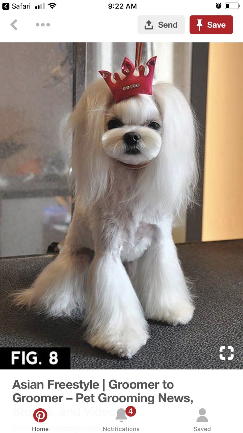 Стрижки Yorkshire Terrier
