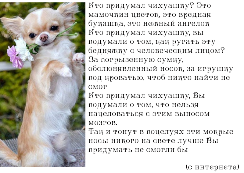 Чихуахуа стандарт гладкошерстные