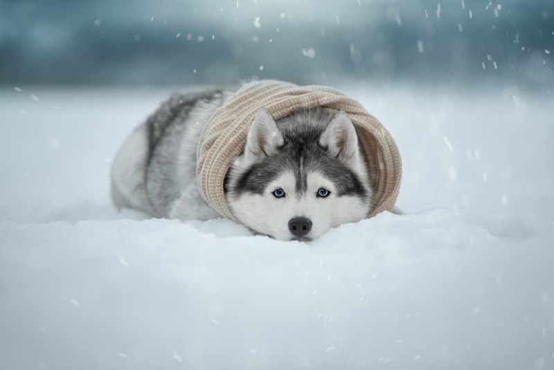 Собаки хаски на снегу
