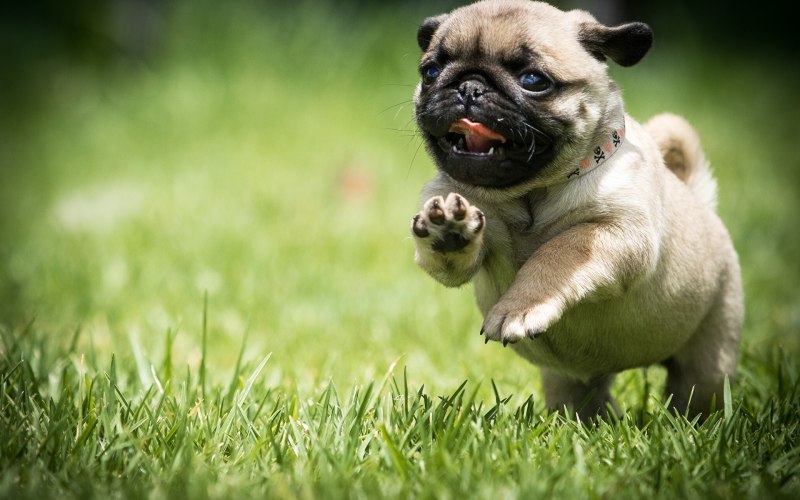 Pug Мопс