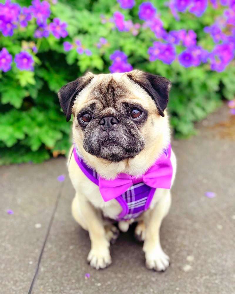 Pug Мопс