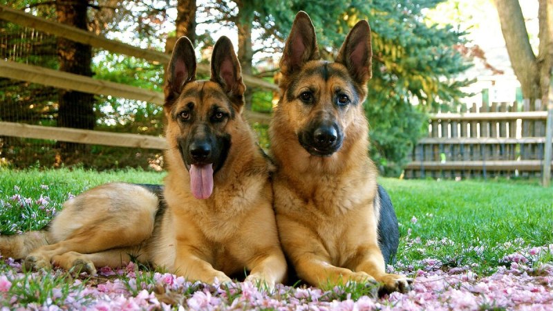 German Shepherd немецкая овчарка