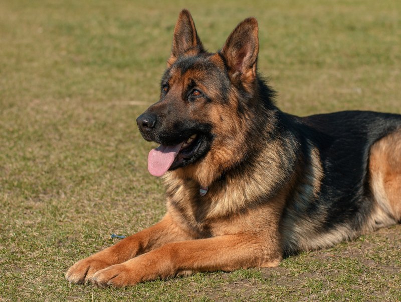German Shepherd немецкая овчарка