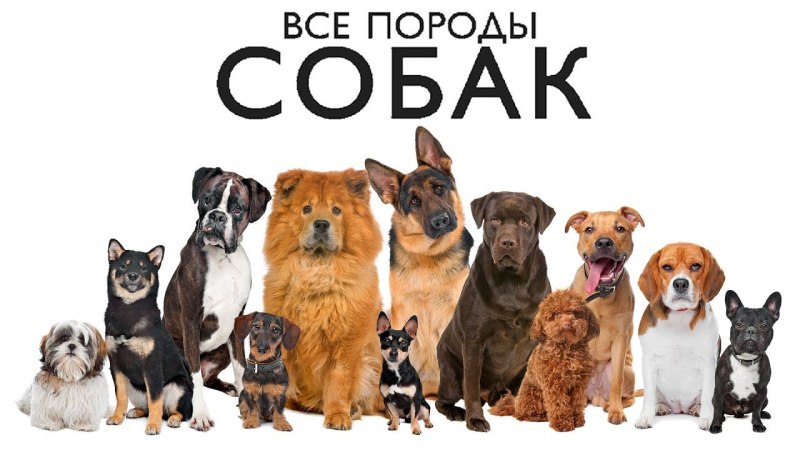 Разные породы собак с надписями
