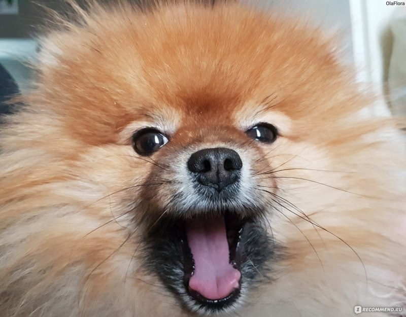 Pomeranian and Spitz Mix