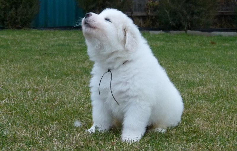 Great Pyrenees порода щенки
